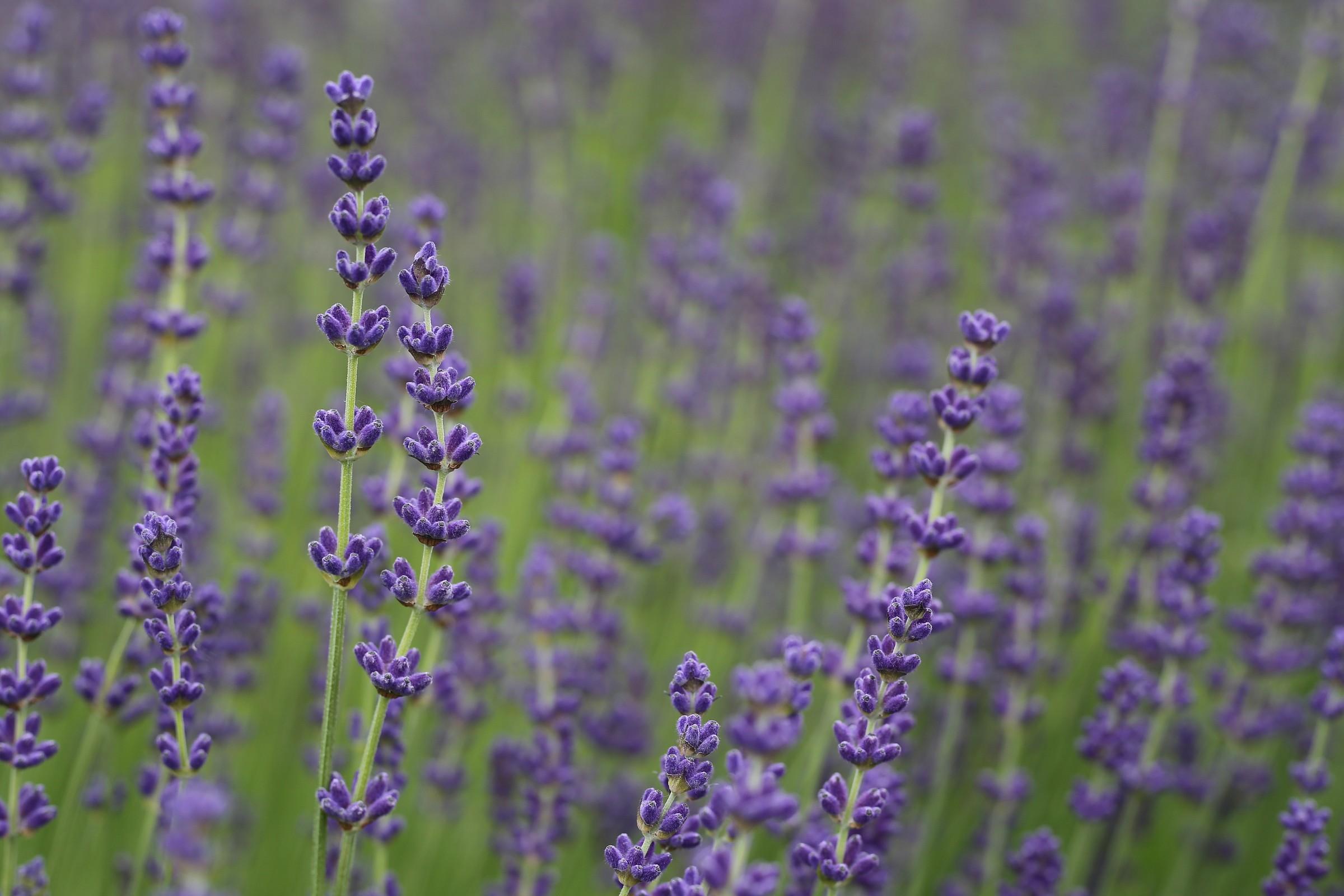 lavanda