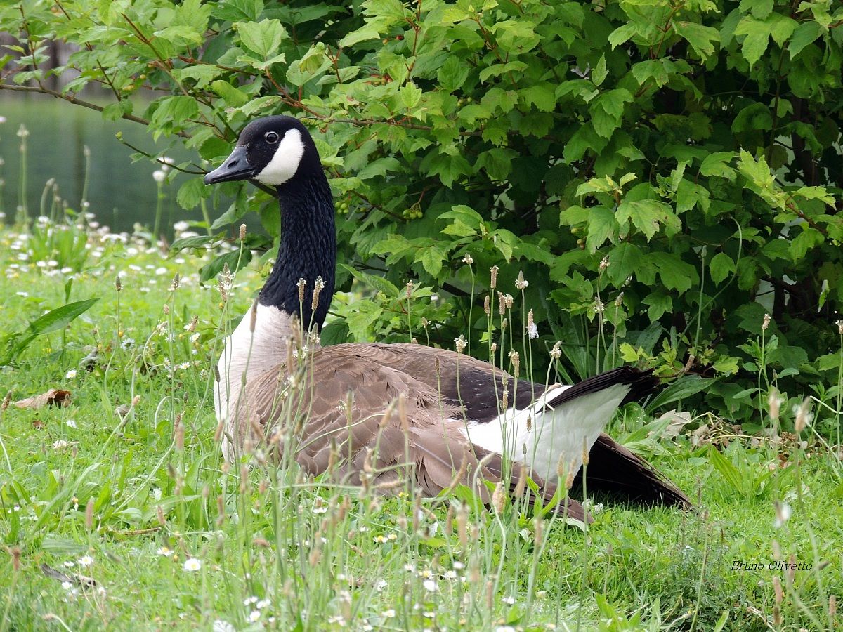 maschio d'oca canadese