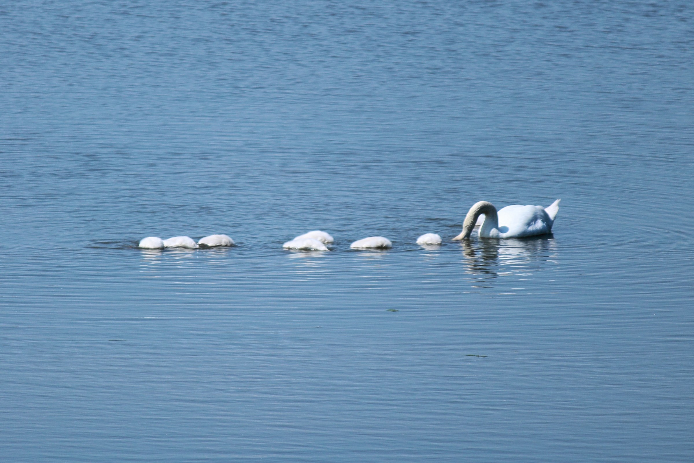 siamo cigni o struzzi!?!?!?