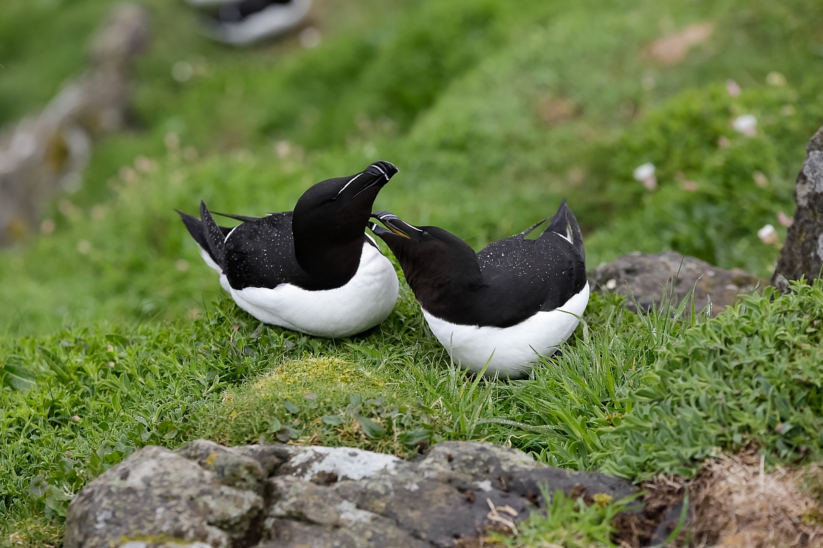 coccole (gazza Marina)