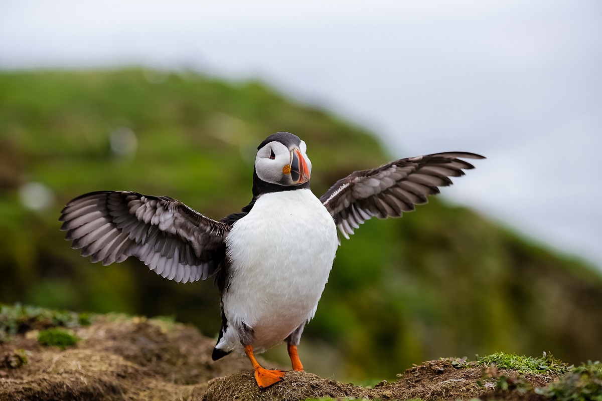 Puffin