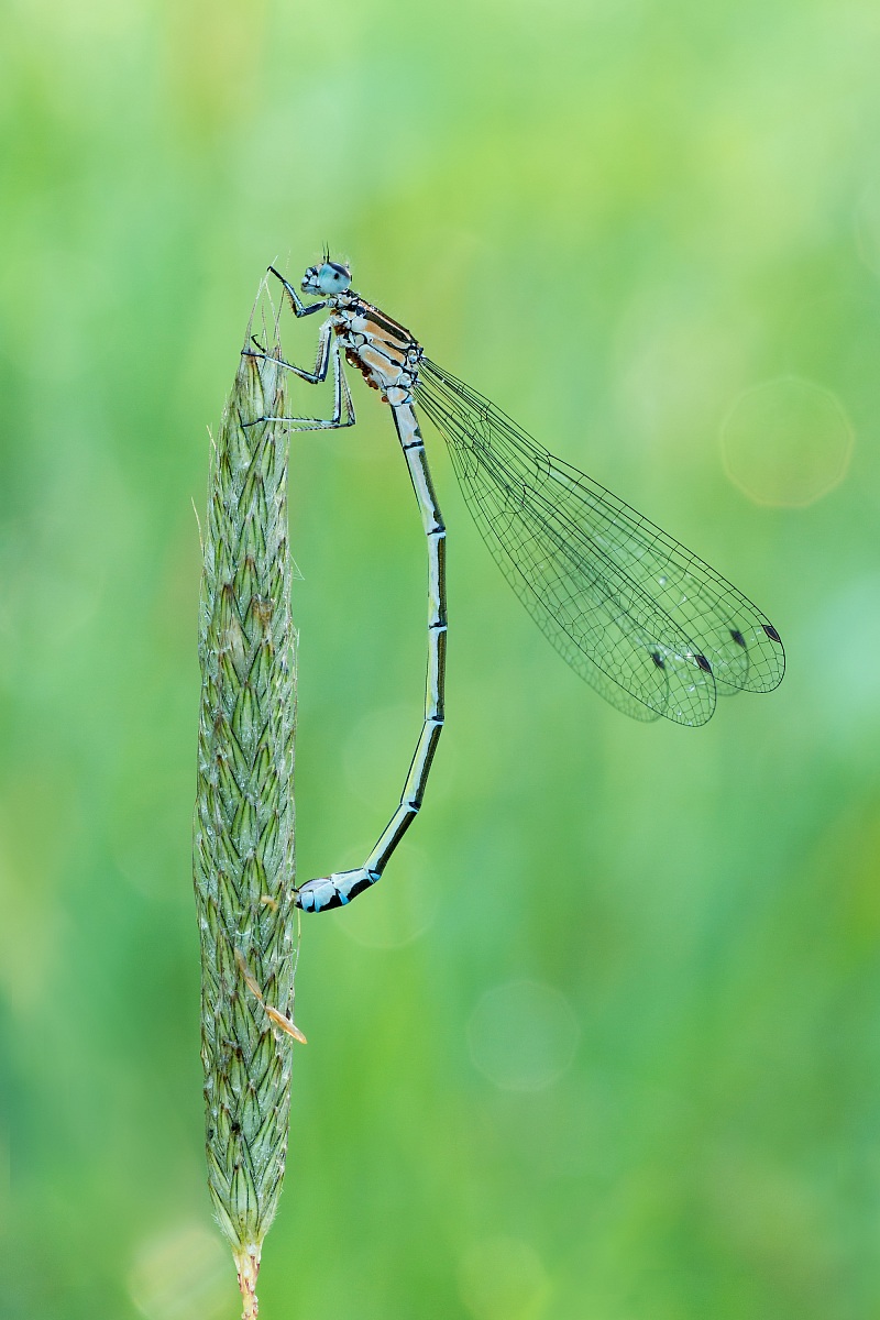 Coenagrion puella