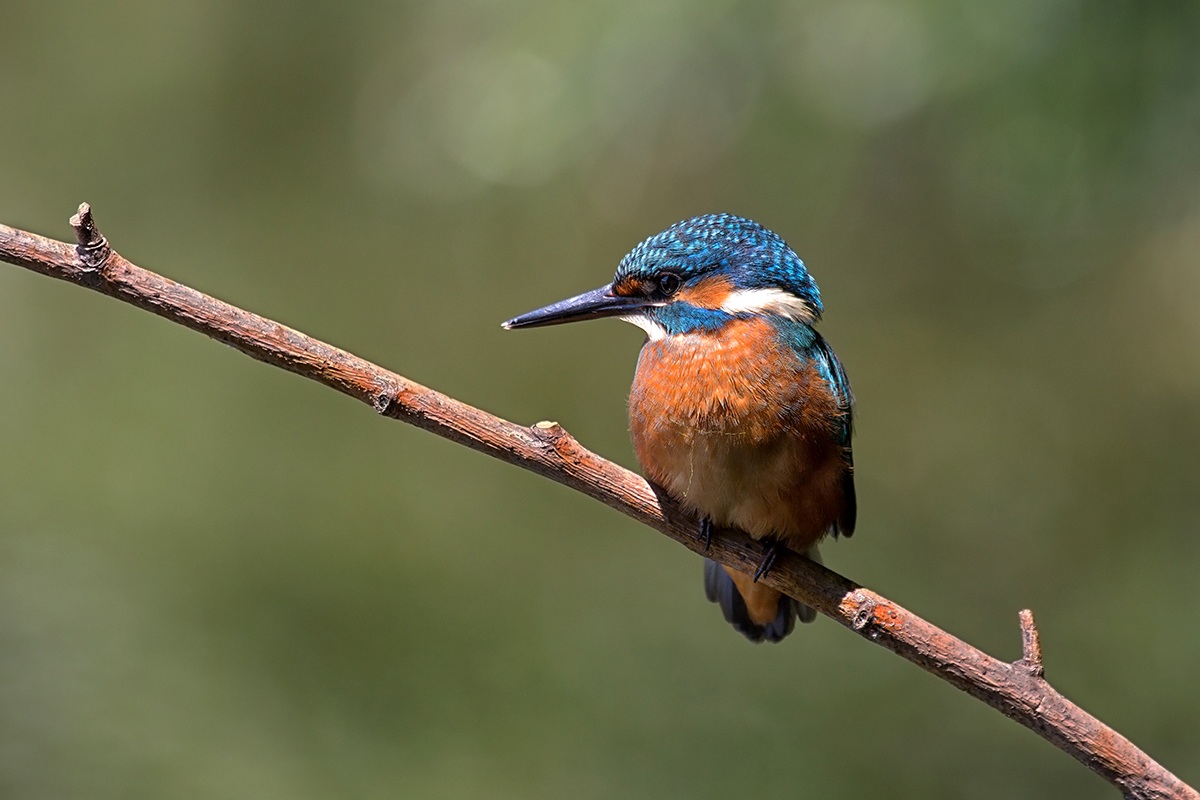 Kingfisher