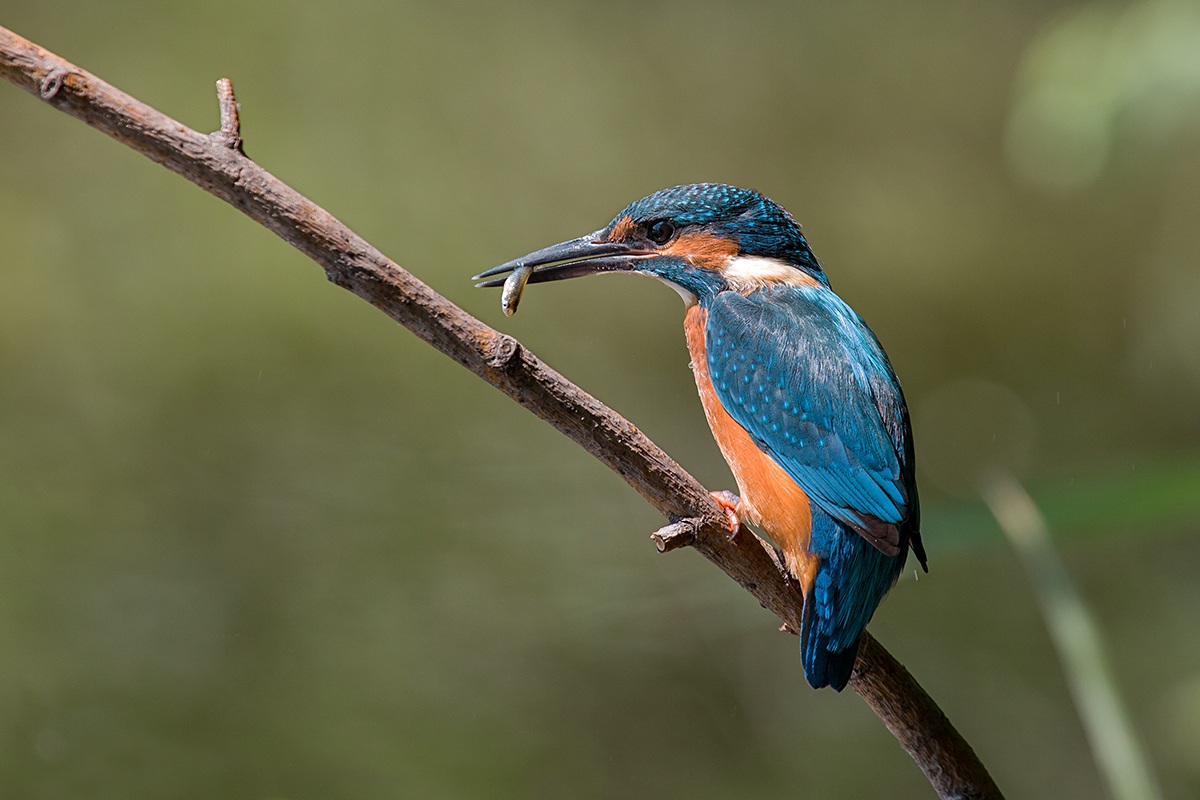 Kingfisher