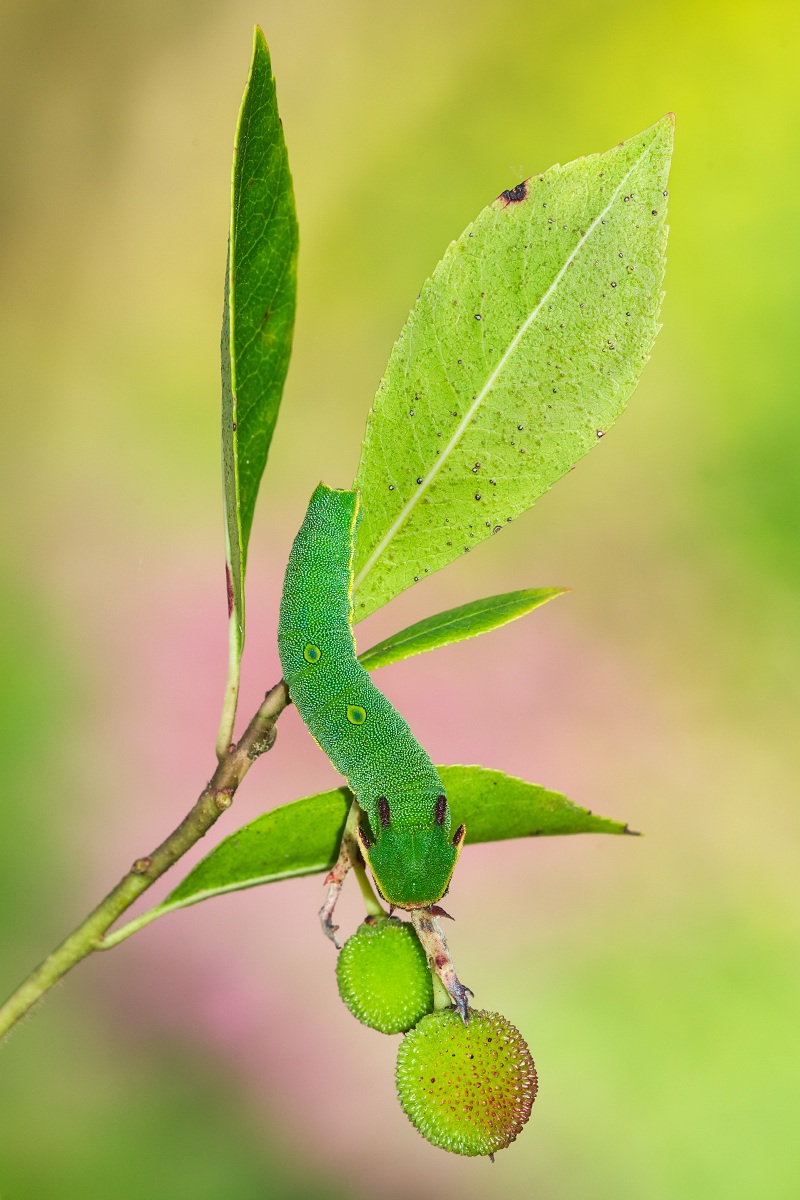 Bruco della farfalla del corbezzolo