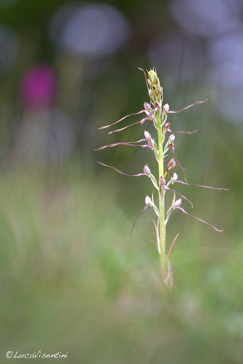 Himadontoglossum robertianum