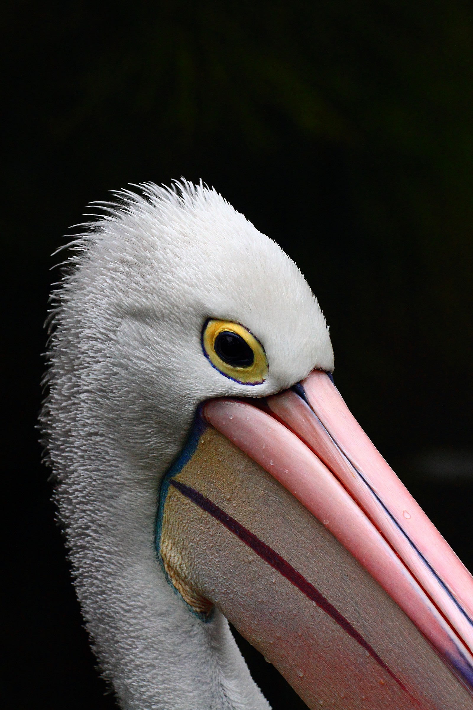 Australian Pelican