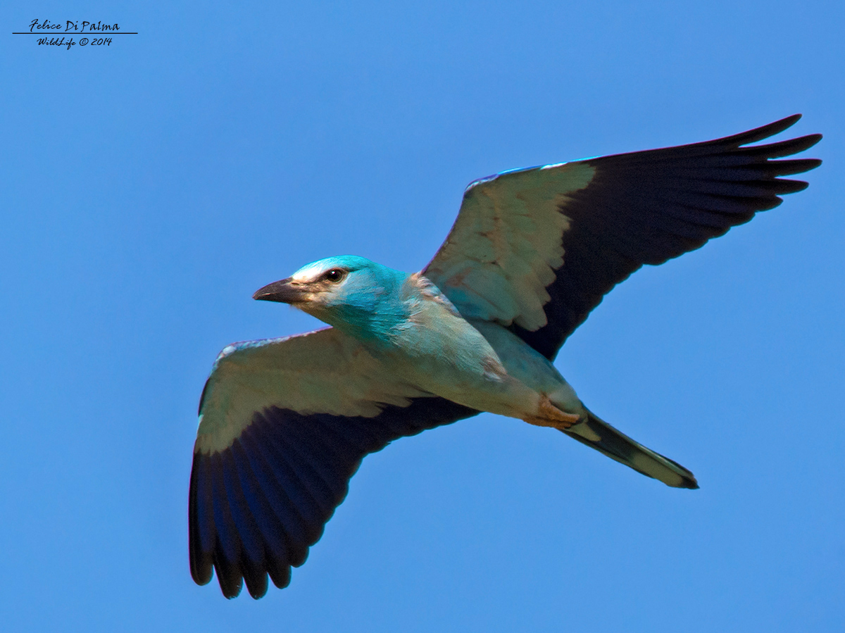 Ghiandaia volante ...