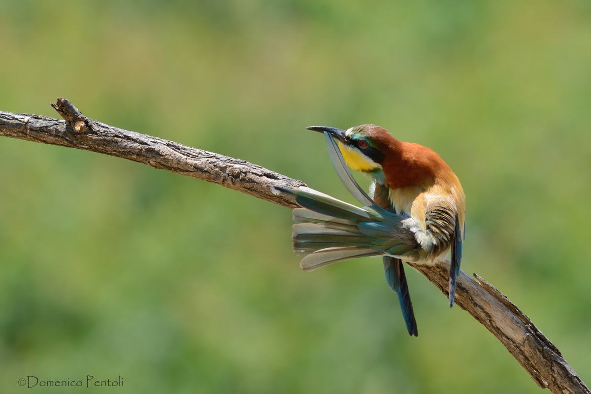Manutenzione alle timoniere