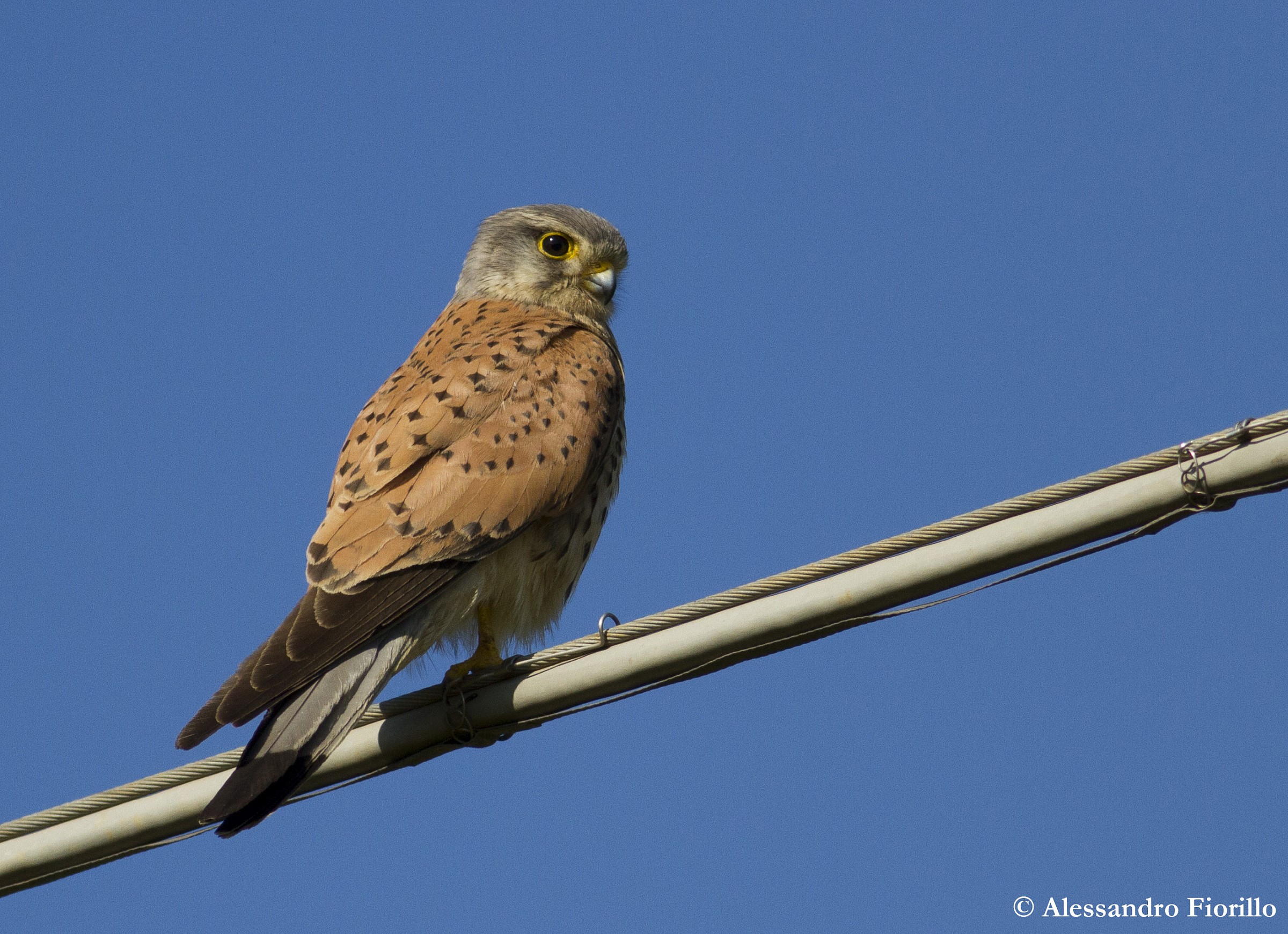 Kestrel
