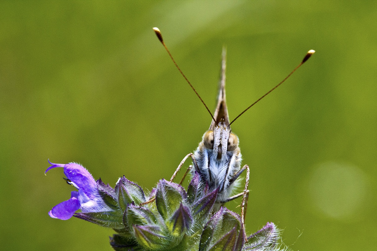 Cos'hai da guardare ?!?!?