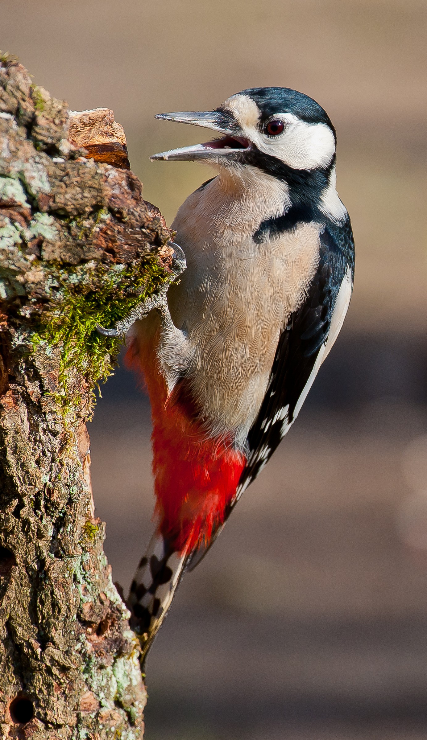 Woodpecker