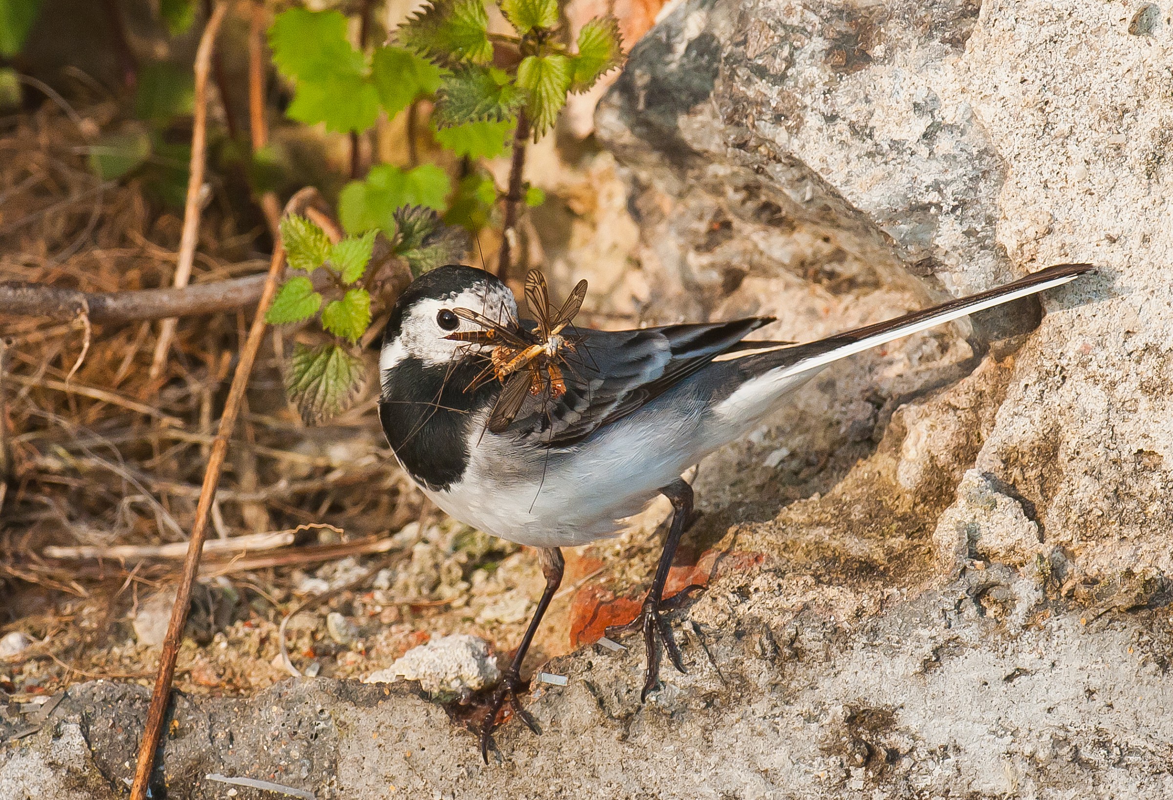 White Wagtail