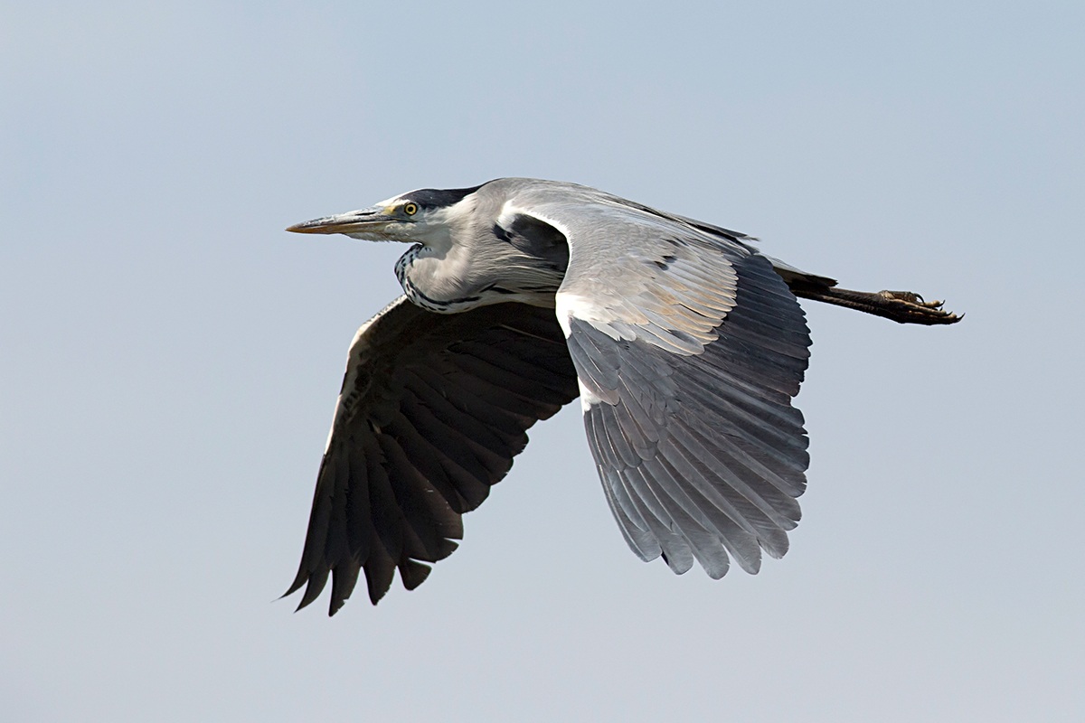 Grey Heron