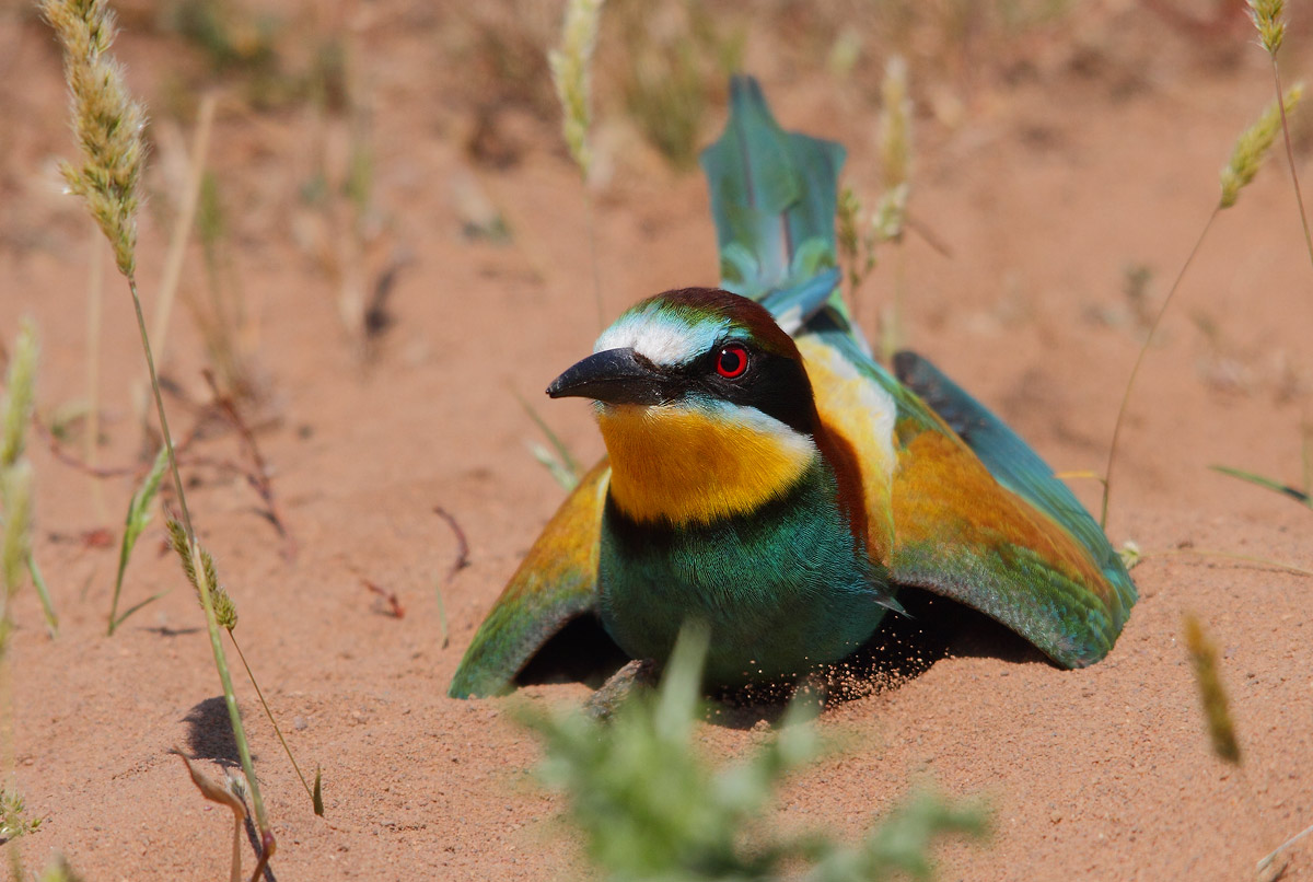 Bee-Eater