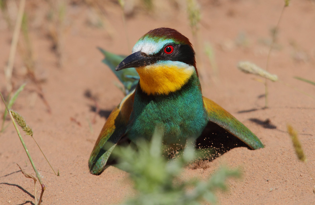 Bee-Eater