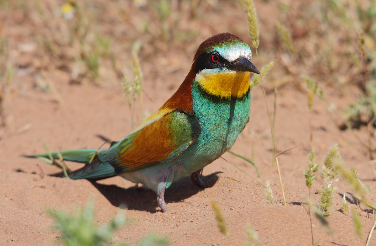 Bee-Eater