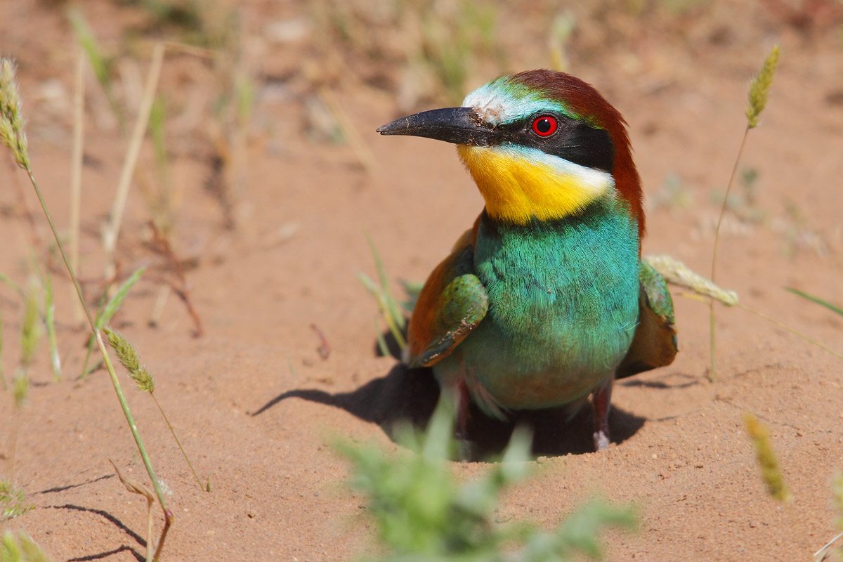 Bee-Eater
