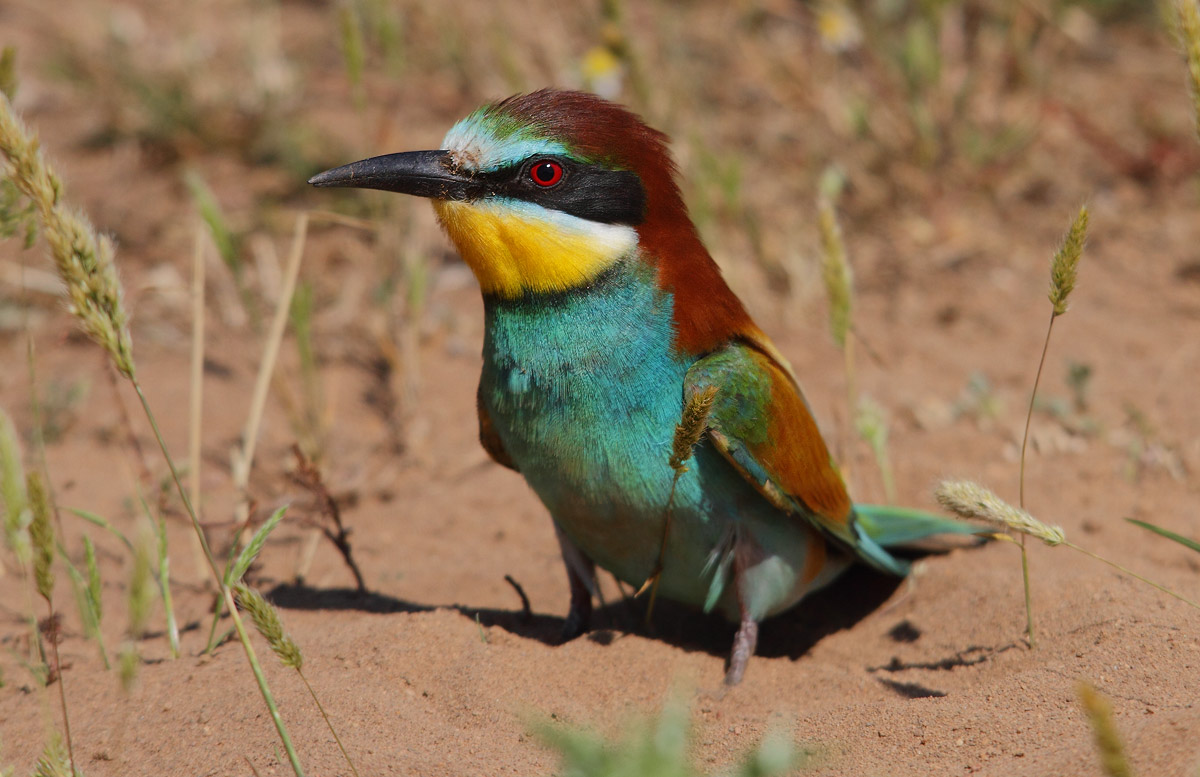 Bee-Eater