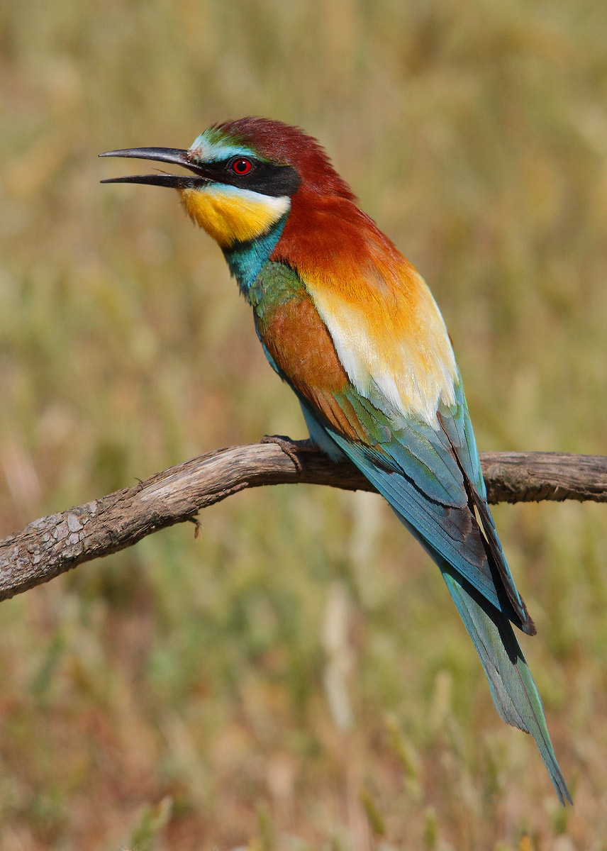 Bee-Eater