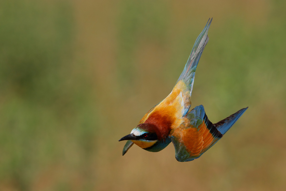Bee-Eater