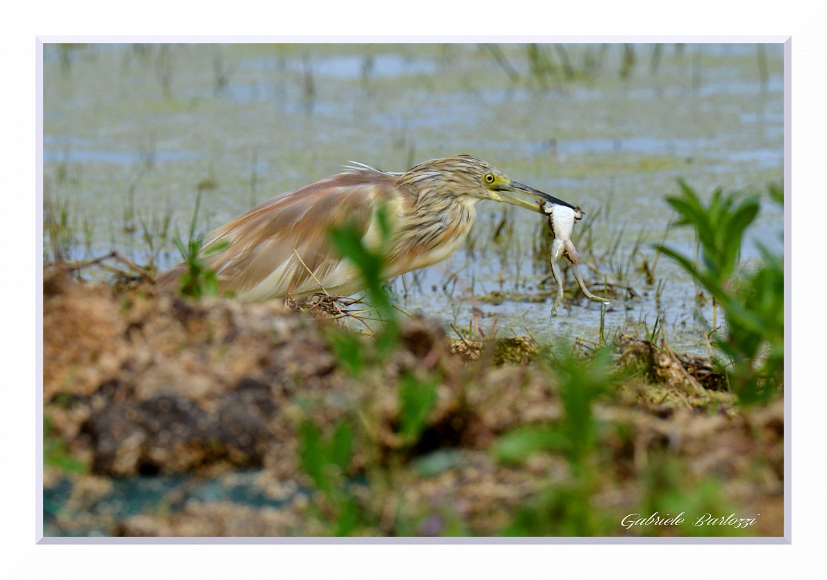 Ardeola ralloides con rana