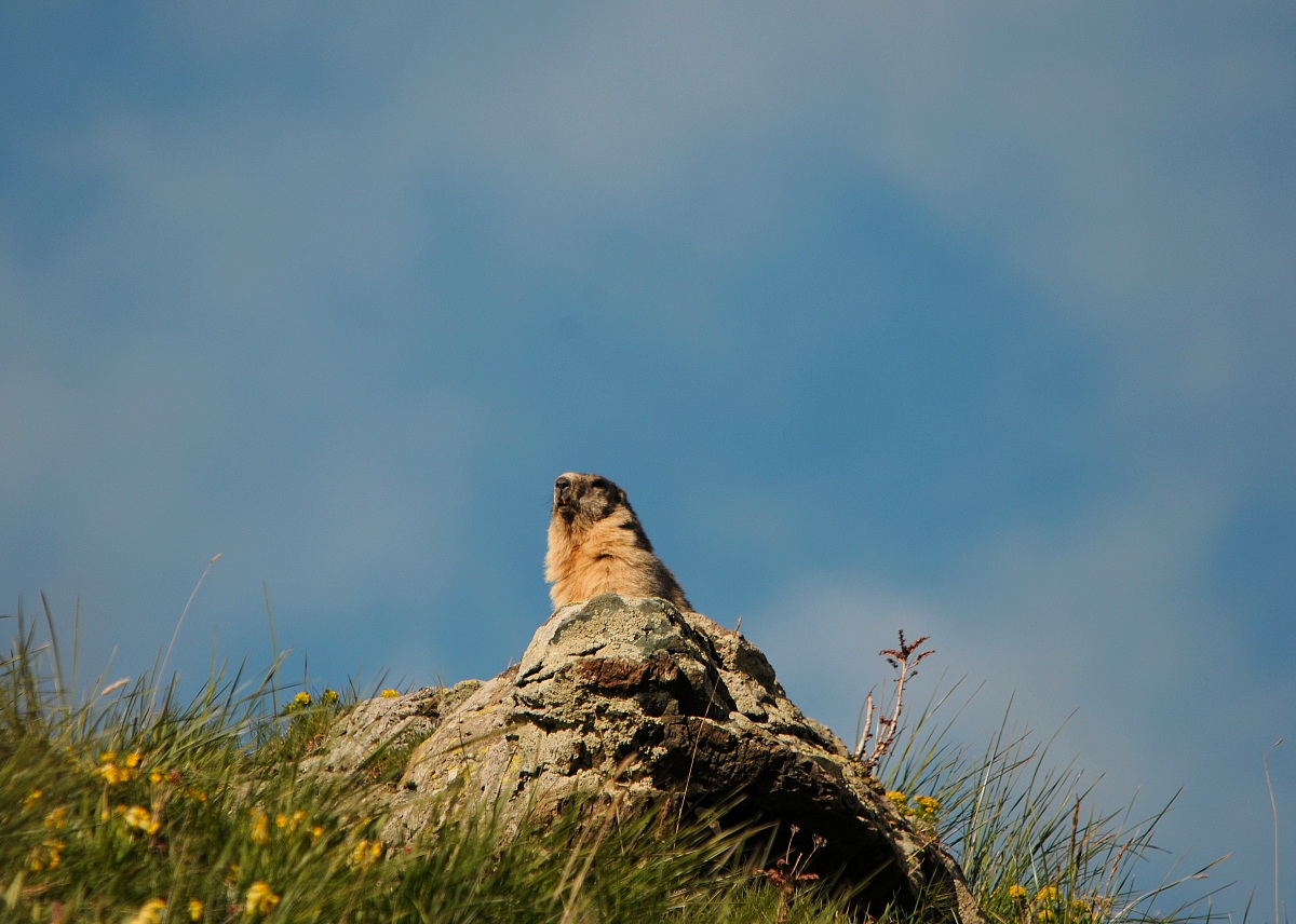 Marmotta