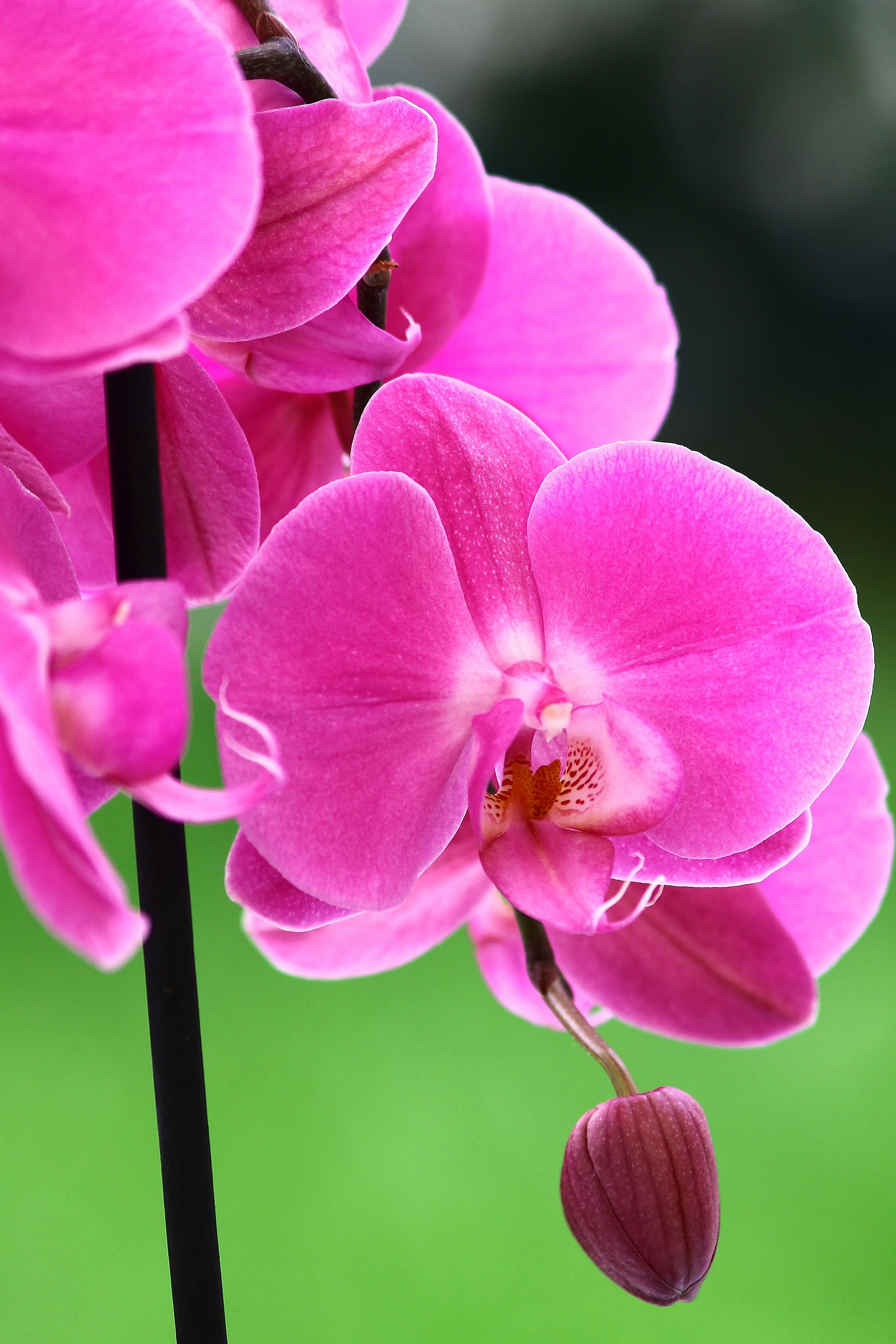 Orchidee 1
