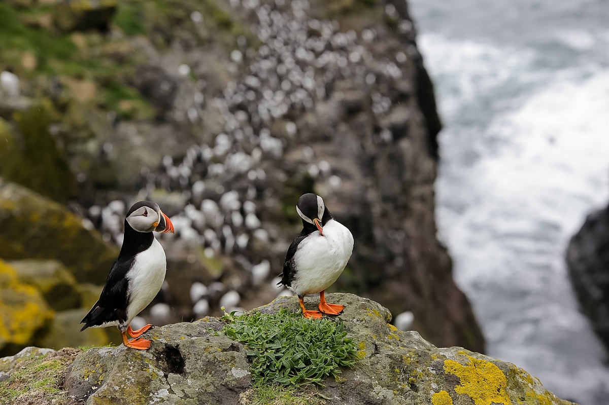 Di vedetta sulla scogliera
