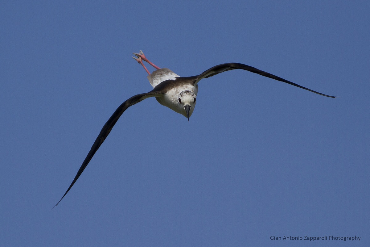 Cavaliere in picchiata