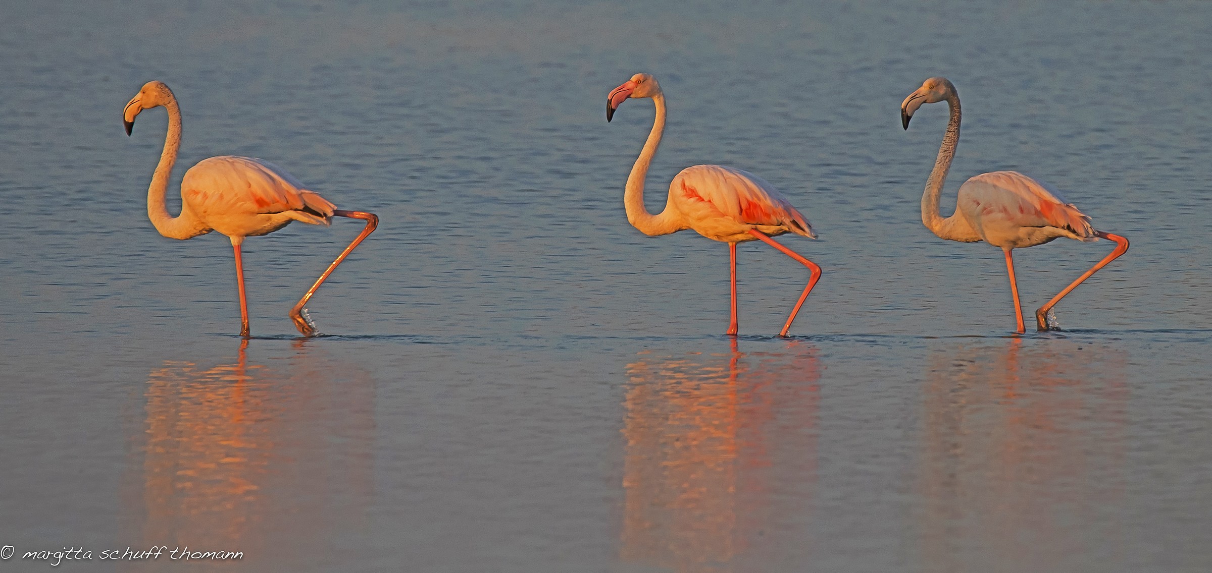 fenicotteri all'alba in laguna a grado