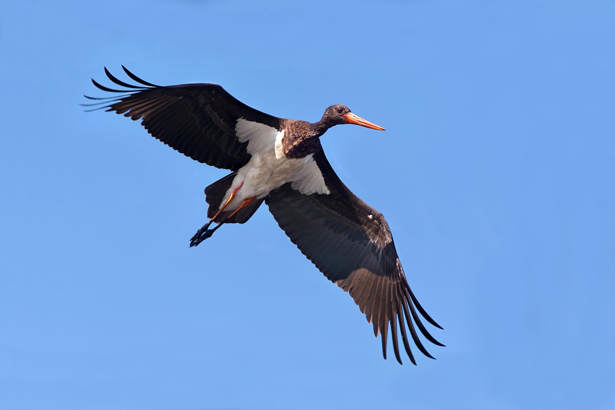 Black Stork in flight