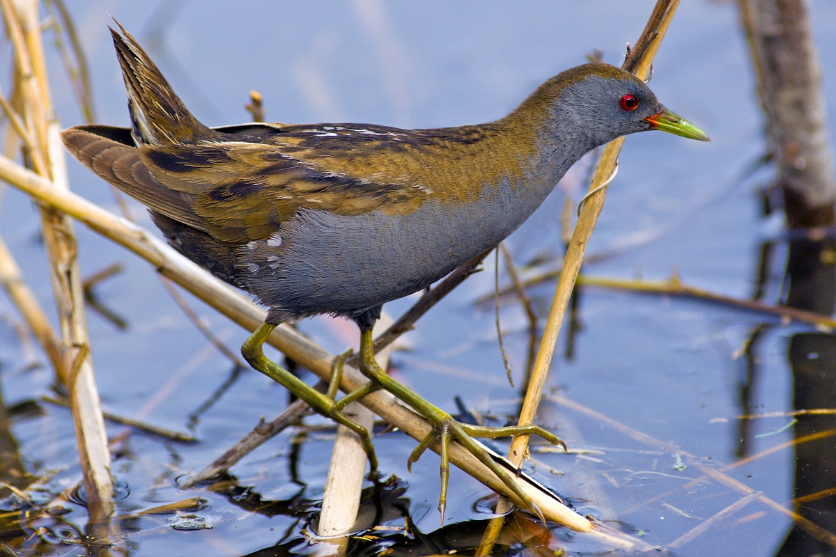 Crake male