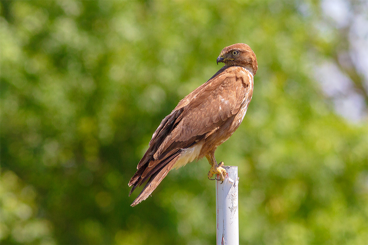 Buzzard (Buteo Buteo)