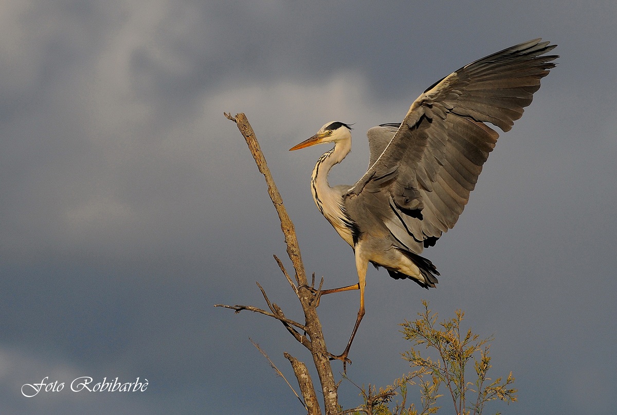 Airone cenerino... quell'attimo che fugge...