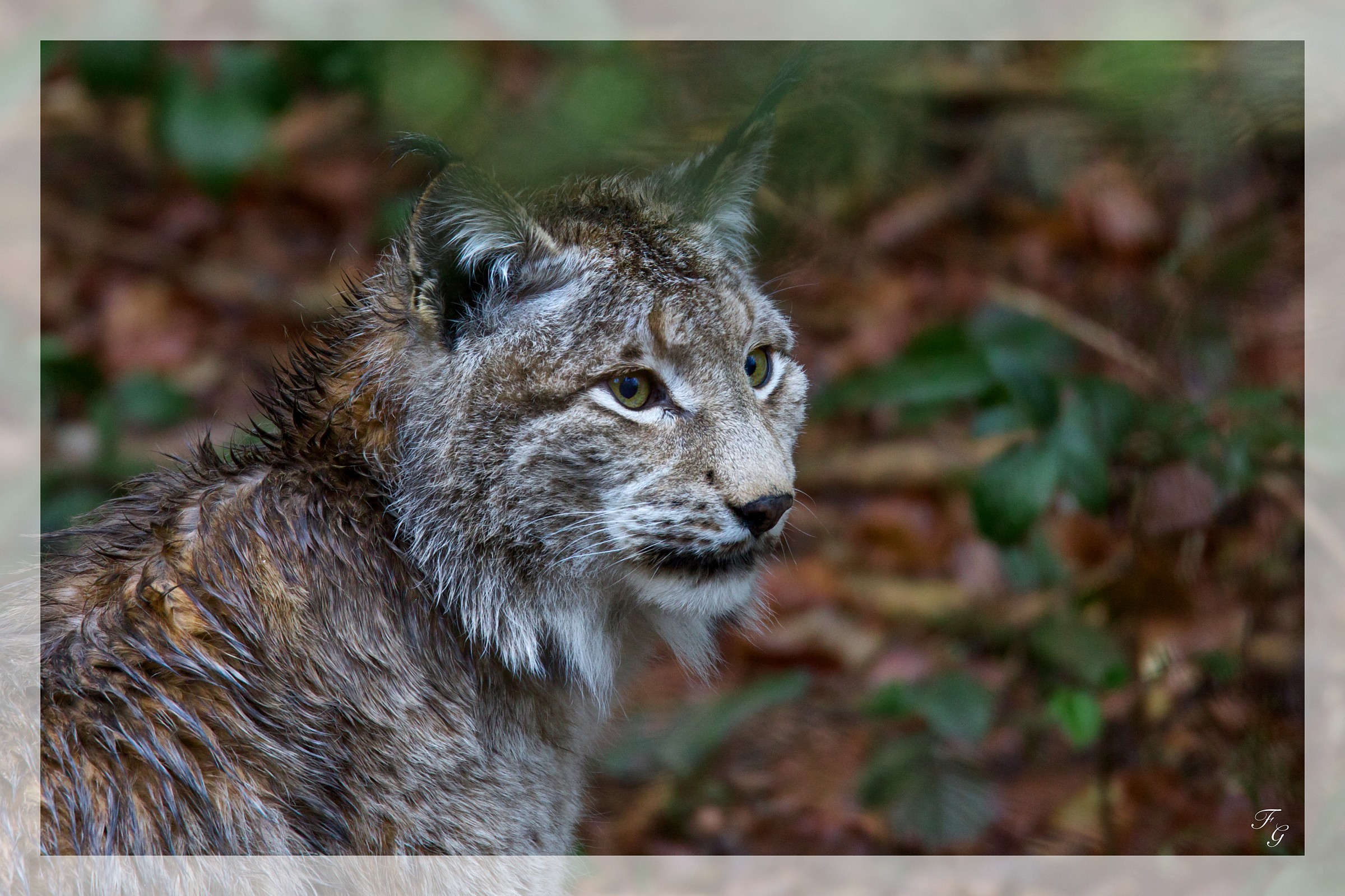 Lince 1