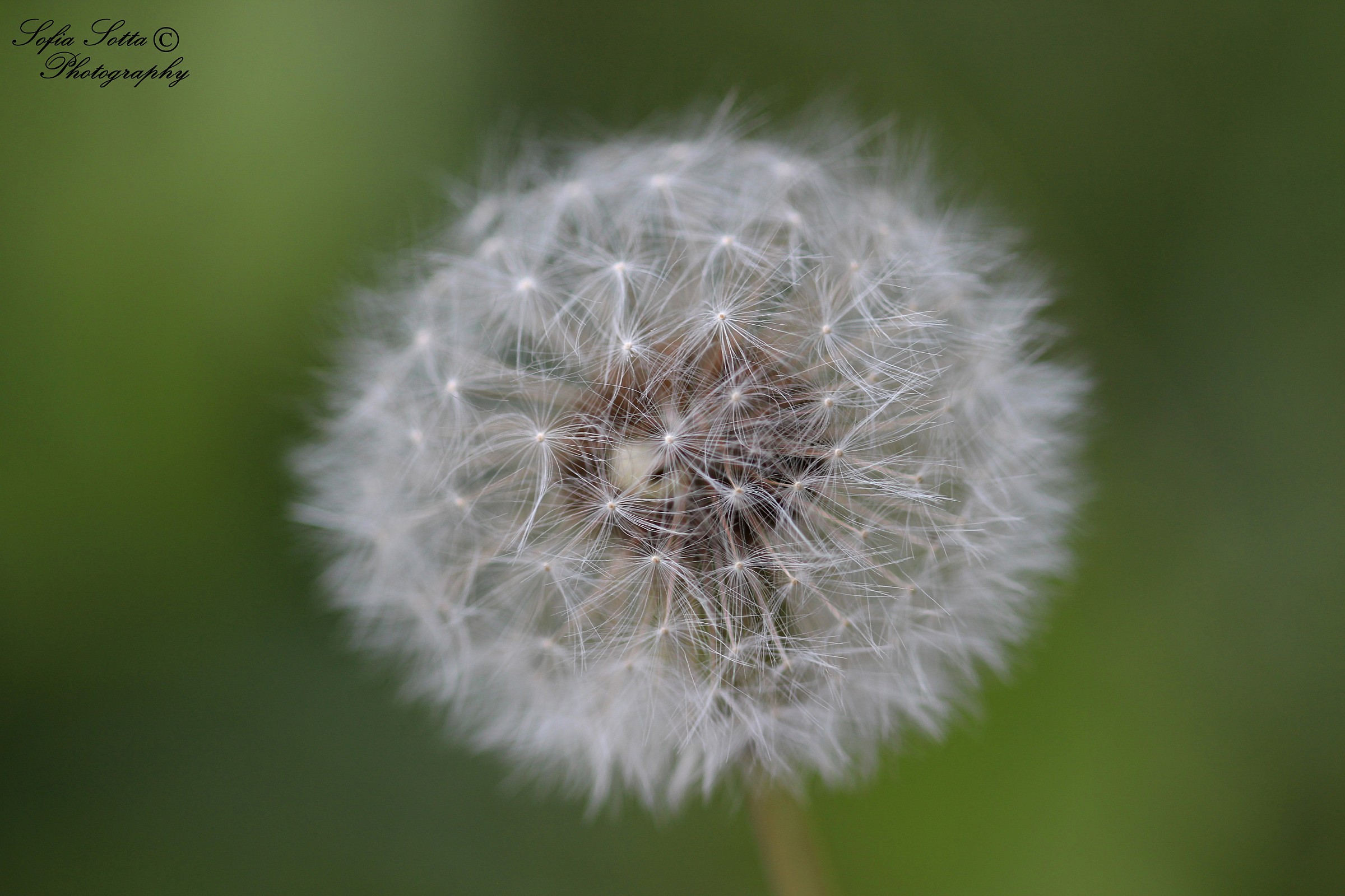 Dandelion