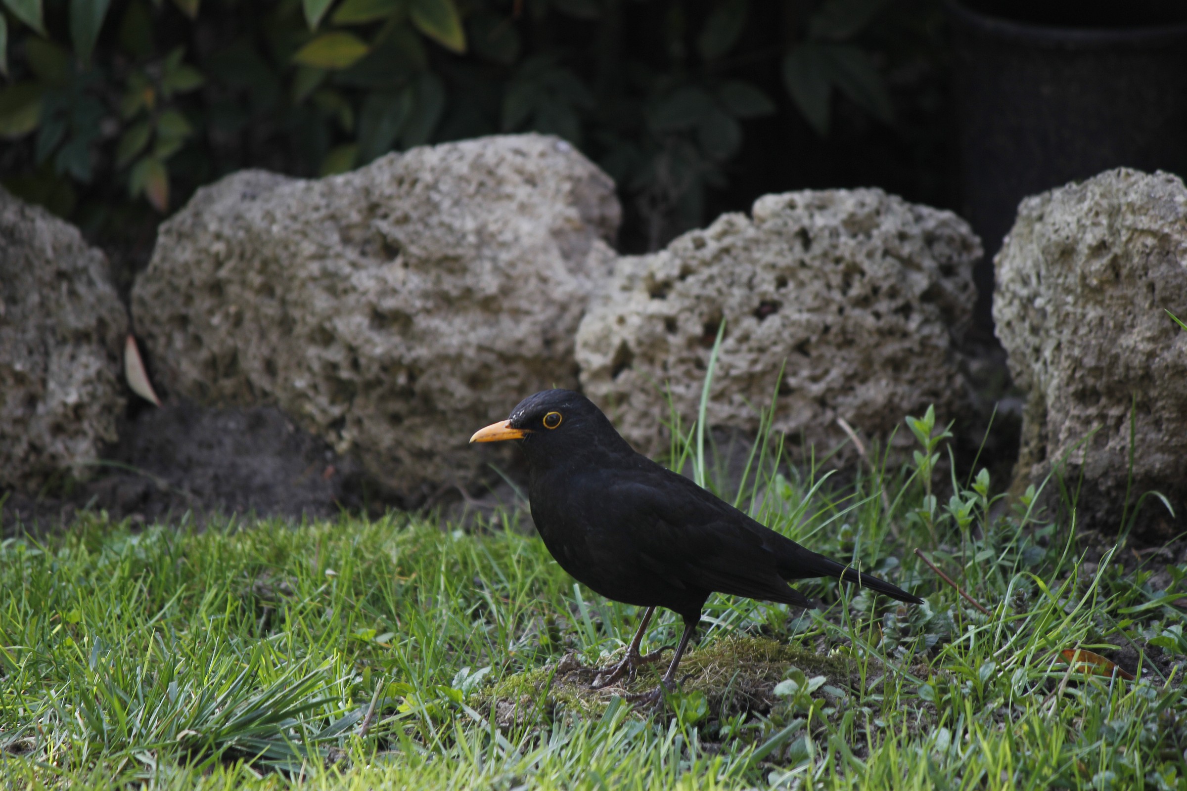 Nel giardino di casa