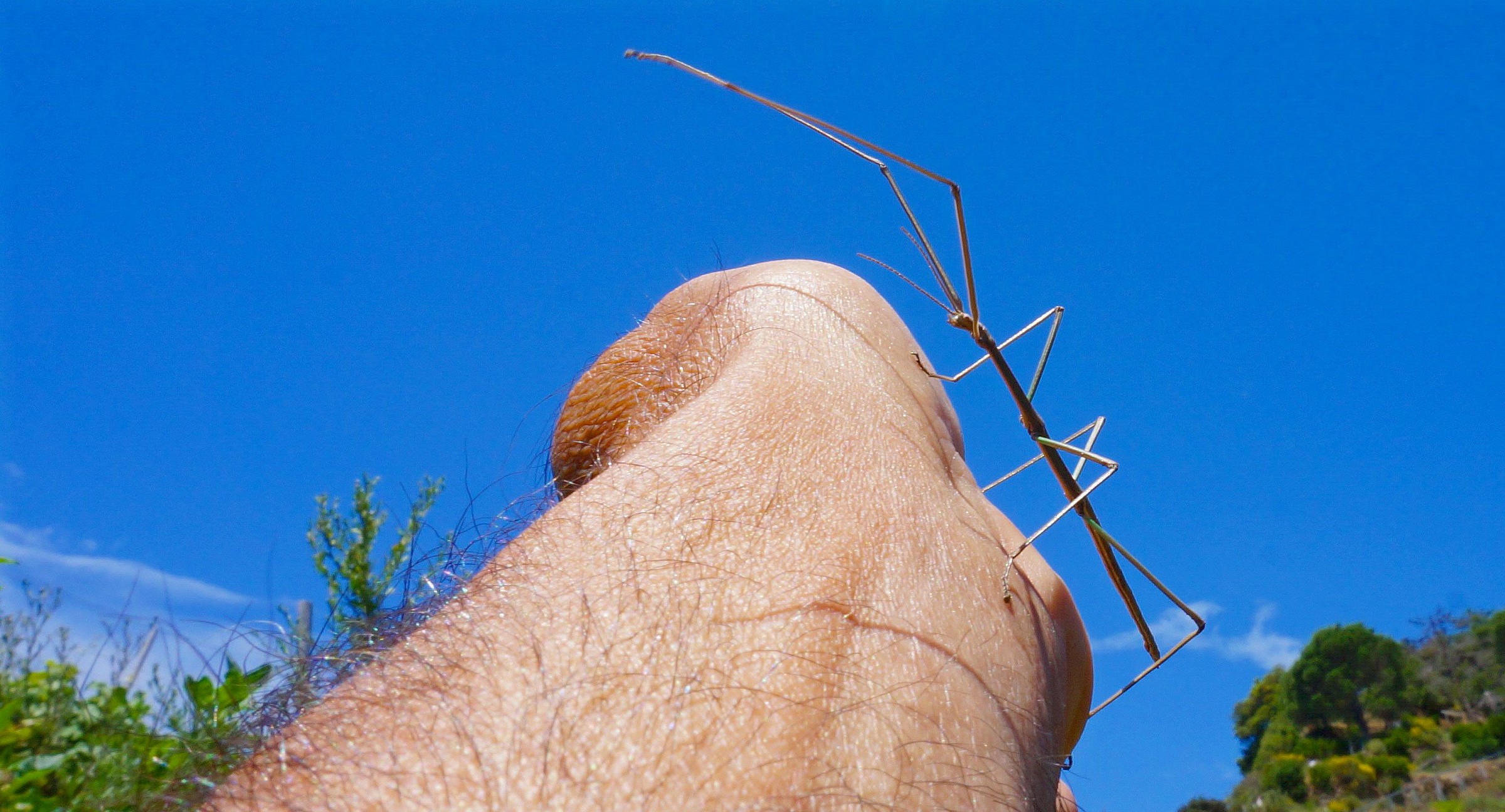 Strano forte quest'albero!