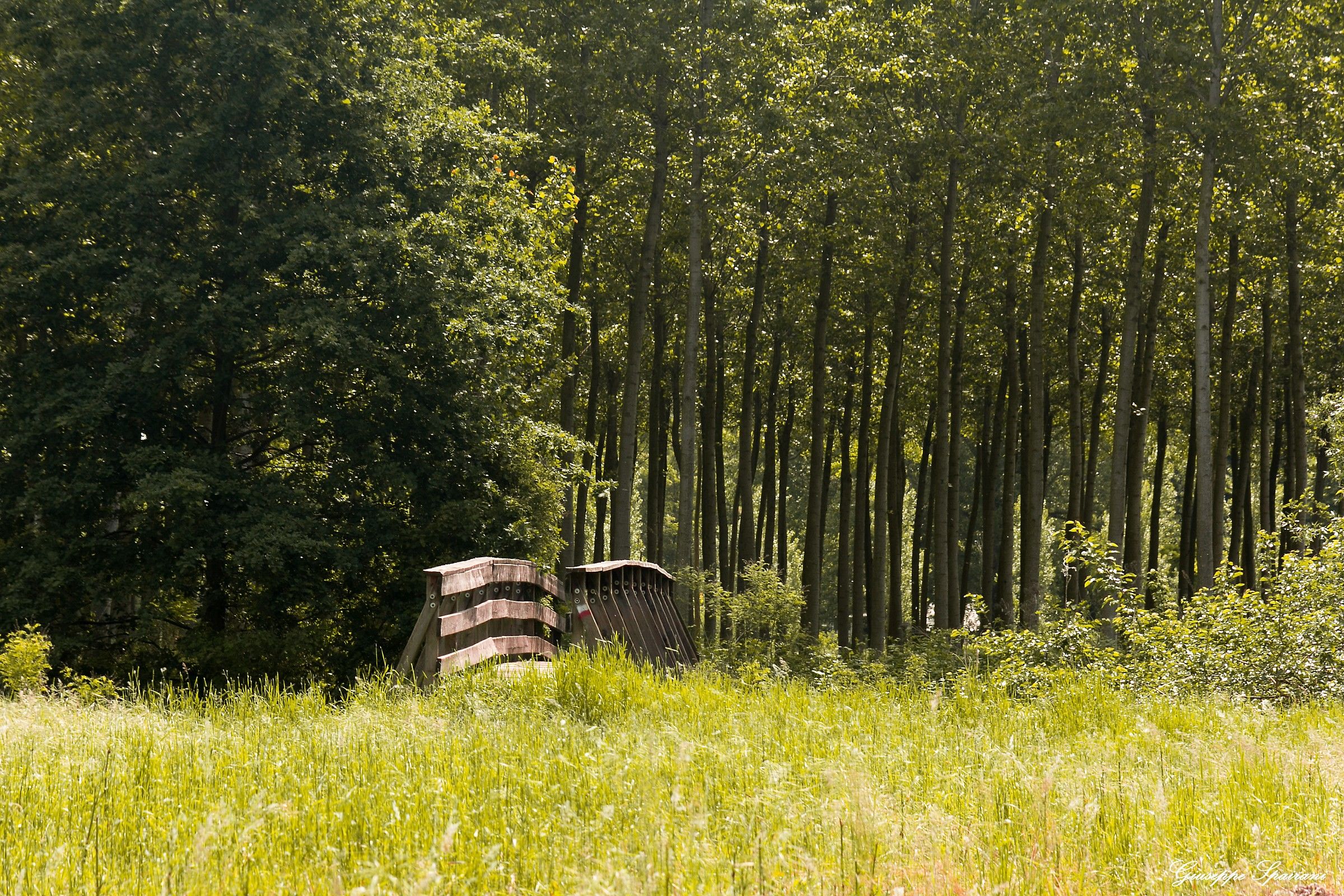 parco del Ticino-camminando tra prati e boschi-