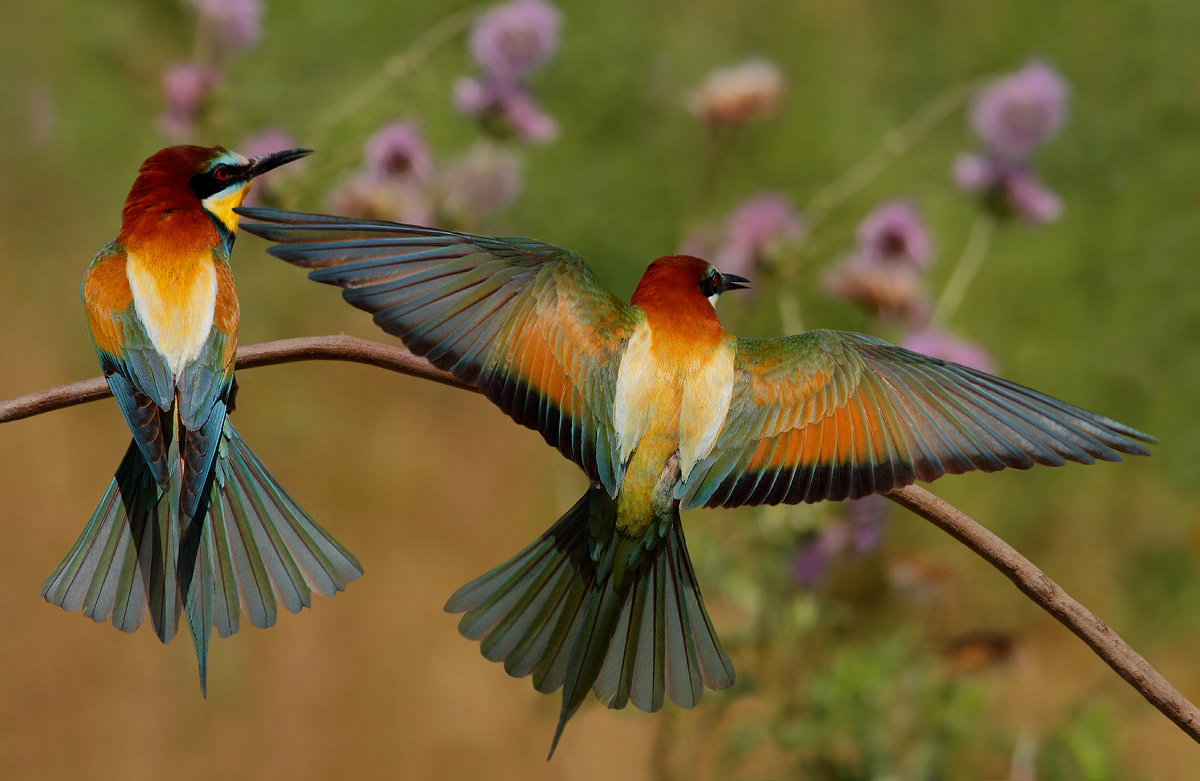 bee-eaters