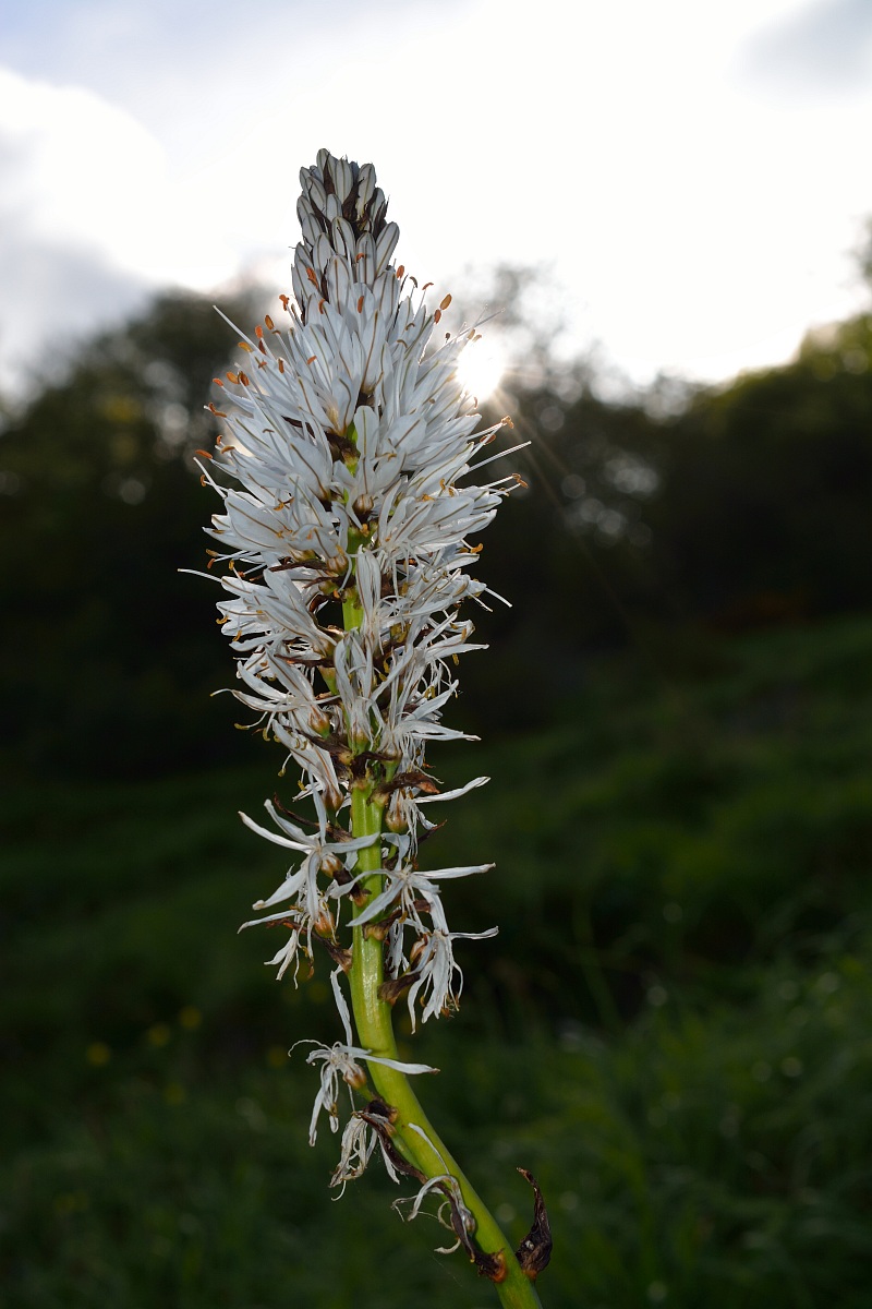Asfodelo (Asphodelus)