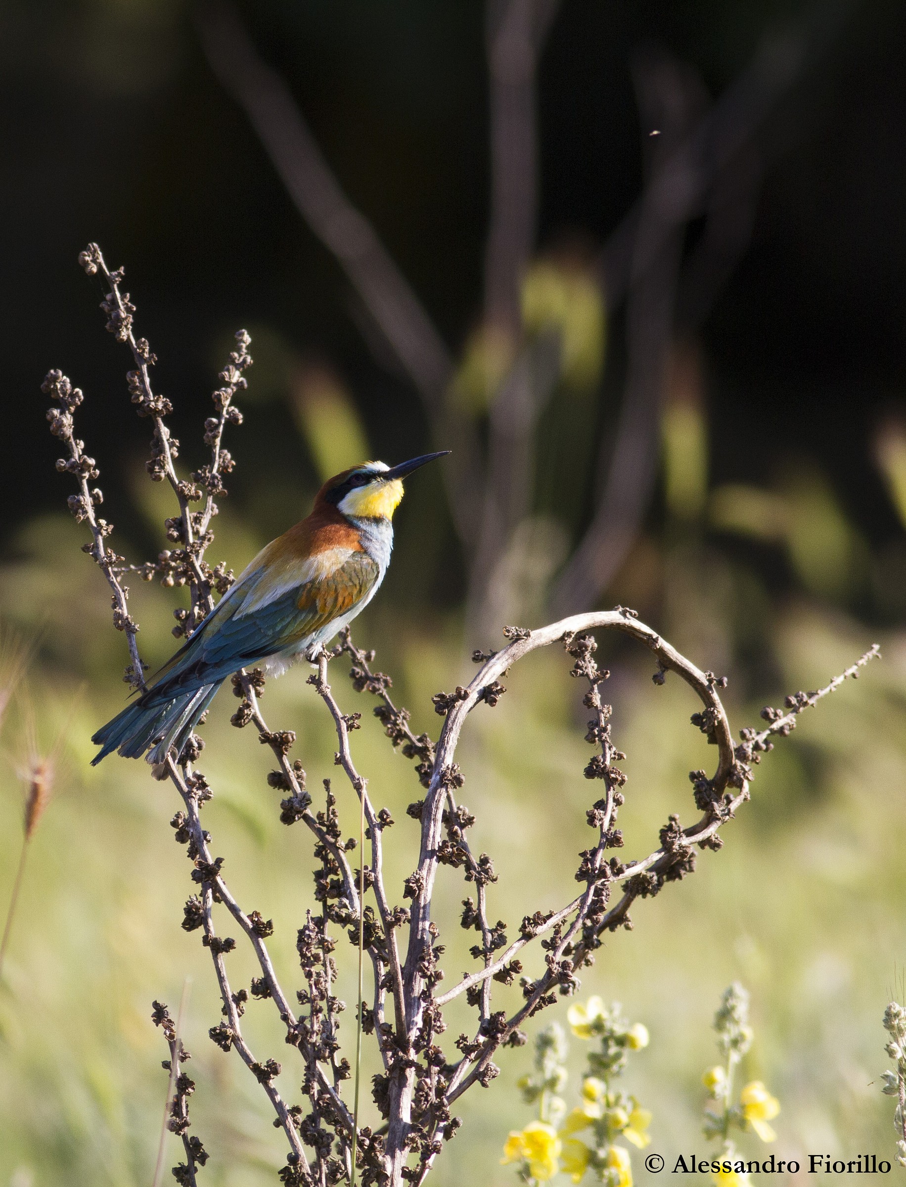 Mi è sembrato di vedere un insetto