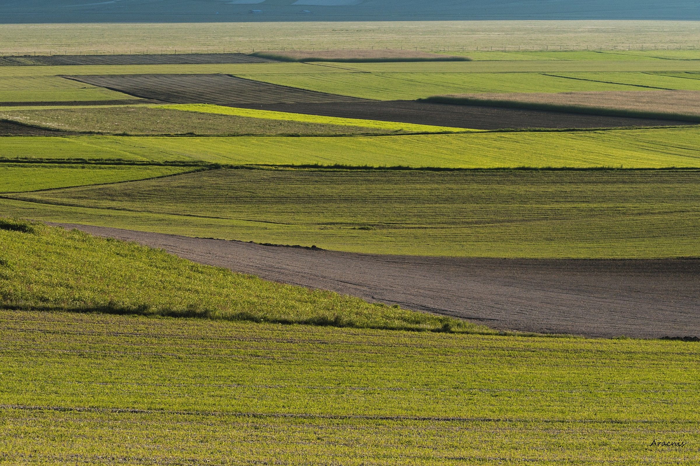 The first colors of spring