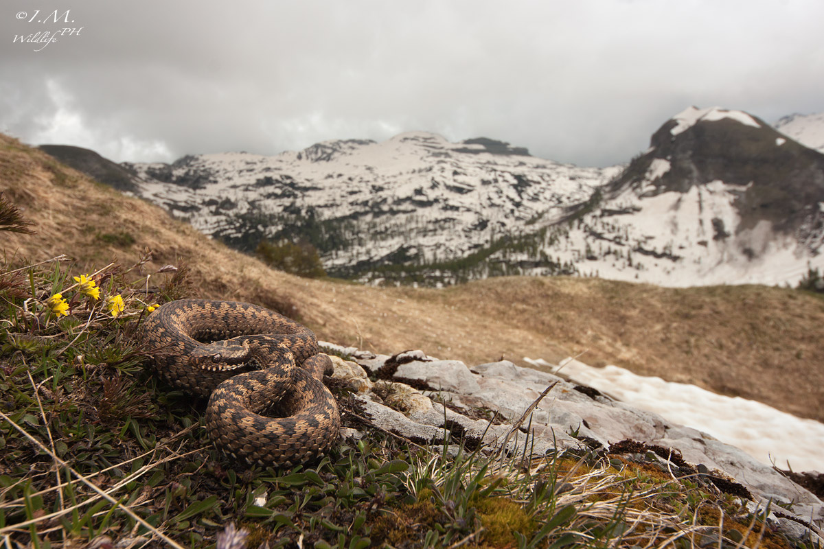 In posa nel suo habitat