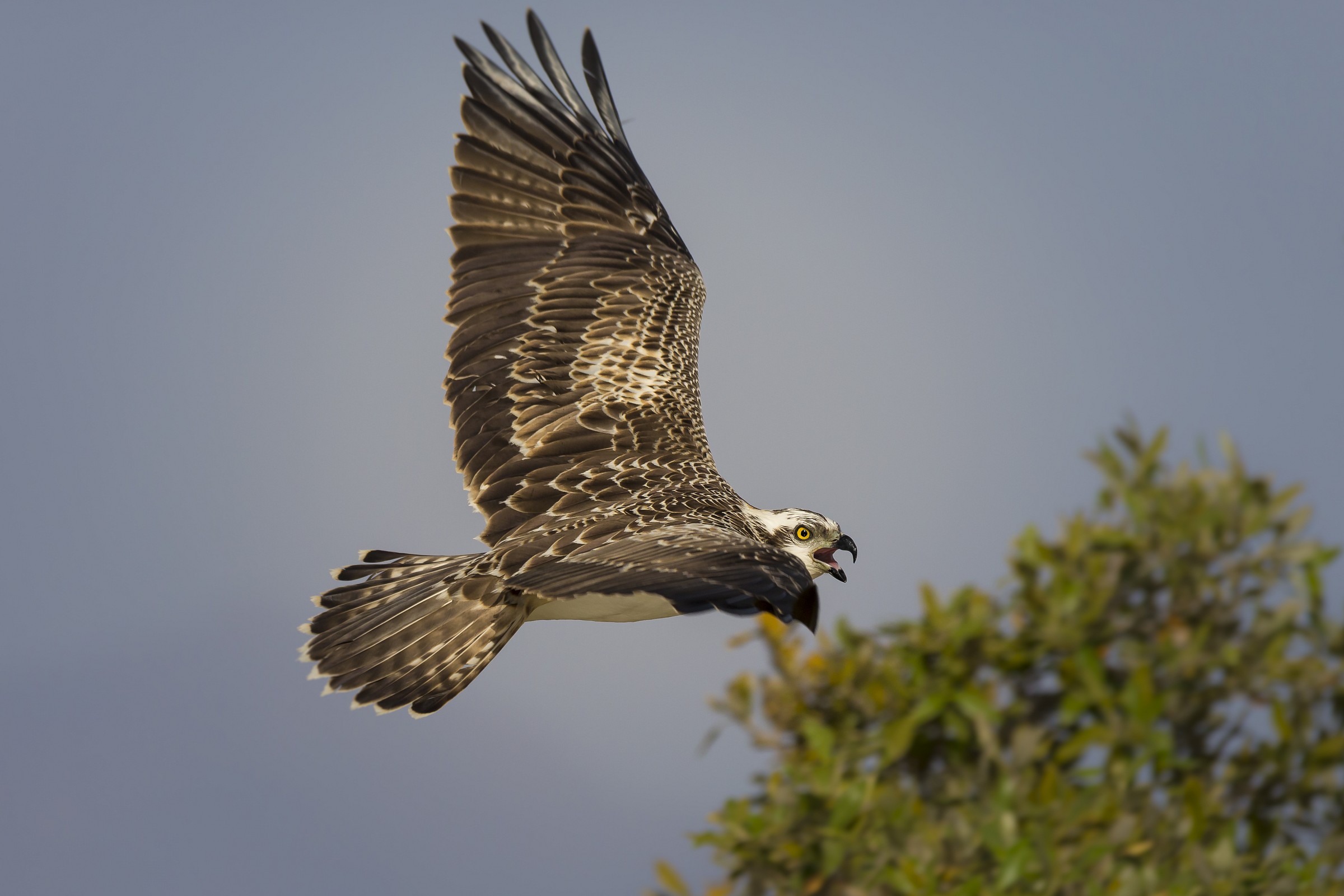 the cry of the fisherman