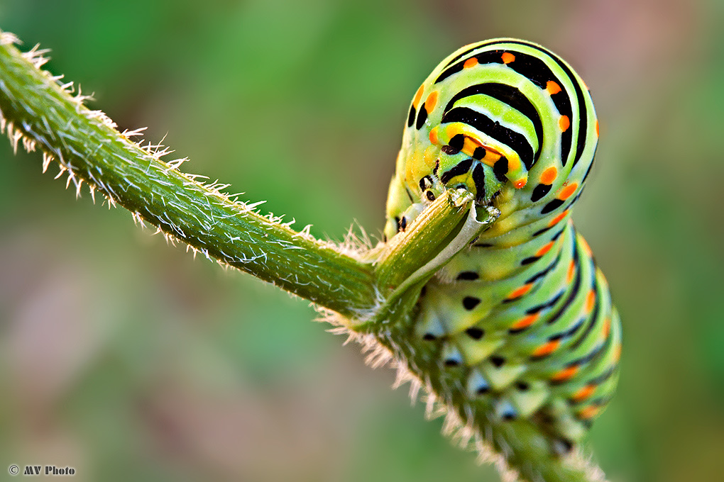 Swallowtail caterpillar