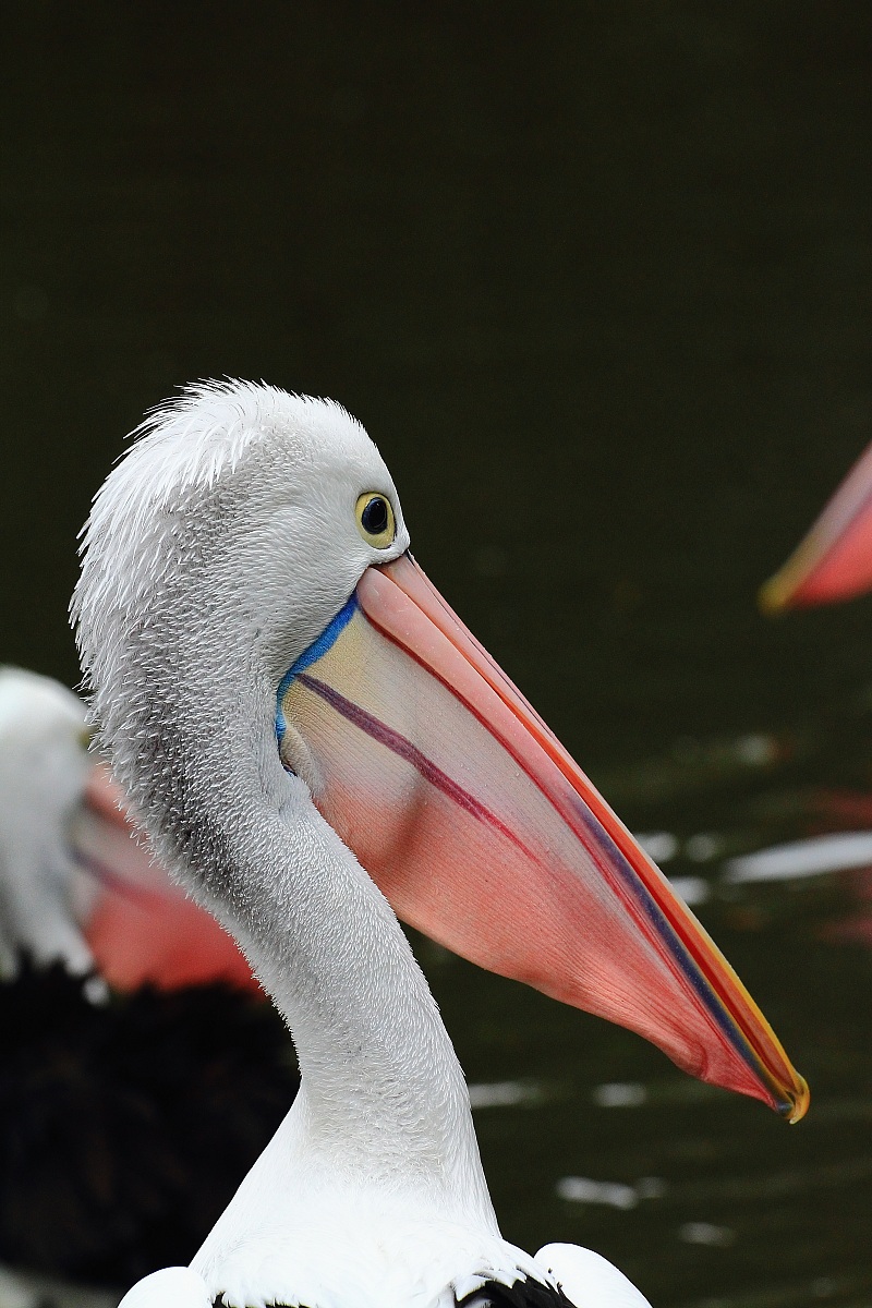 Australian Pelican 2