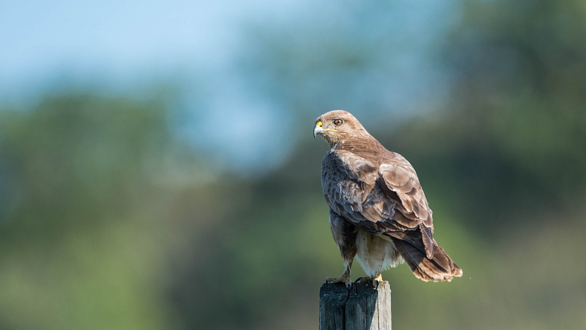 buzzard