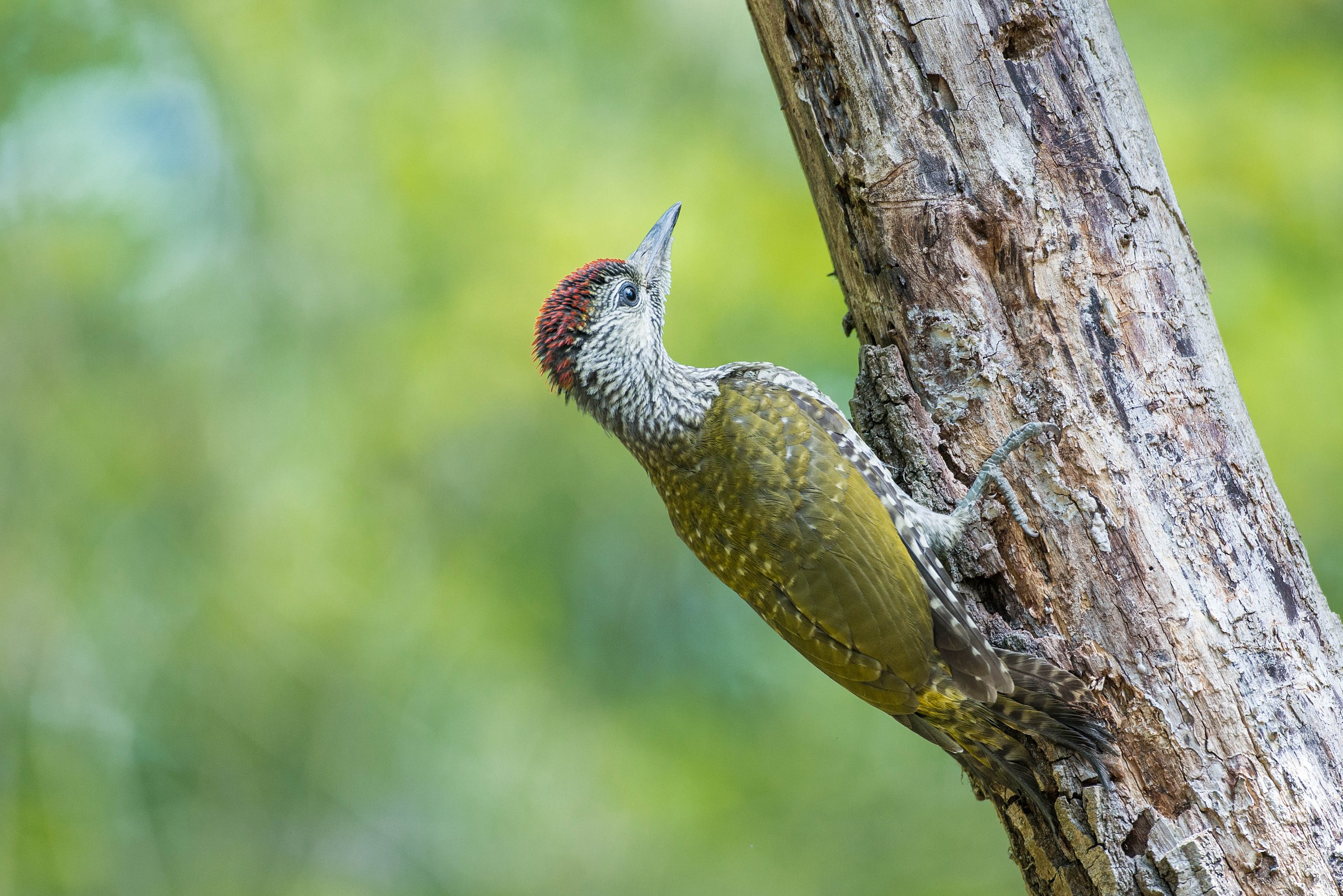 green woodpecker